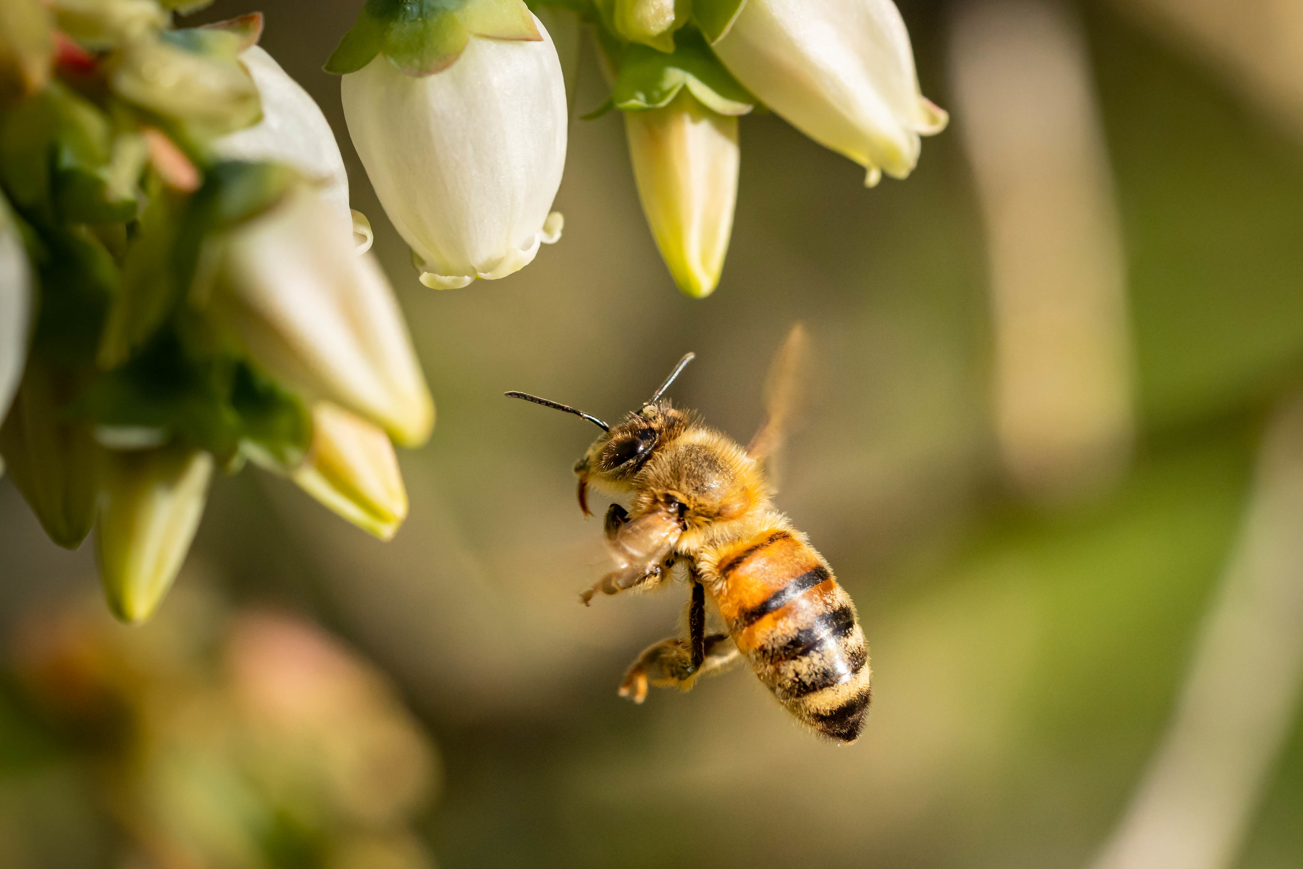 Biosurveillance par abeille, késako ?